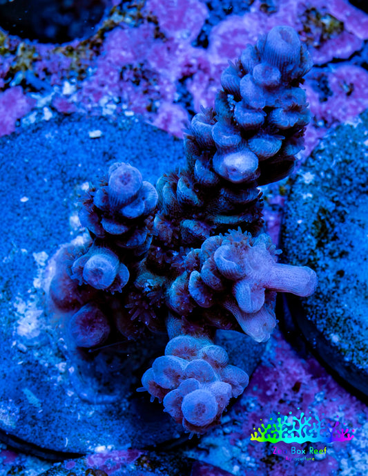 Acropora Coral - Ultra Acro Frag  WYSIWYG B5R5B1 Acropora Coral - Ultra Acro Frag  WYSIWYG B5R5B1 SPS Acropora Coral - Ultra Acro Frag  WYSIWYG B5R5B1 Zeo Box Reef