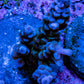 Acropora Coral - Ultra Acro Frag  WYSIWYG B5R5B1 Acropora Coral - Ultra Acro Frag  WYSIWYG B5R5B1 SPS Acropora Coral - Ultra Acro Frag  WYSIWYG B5R5B1 Zeo Box Reef