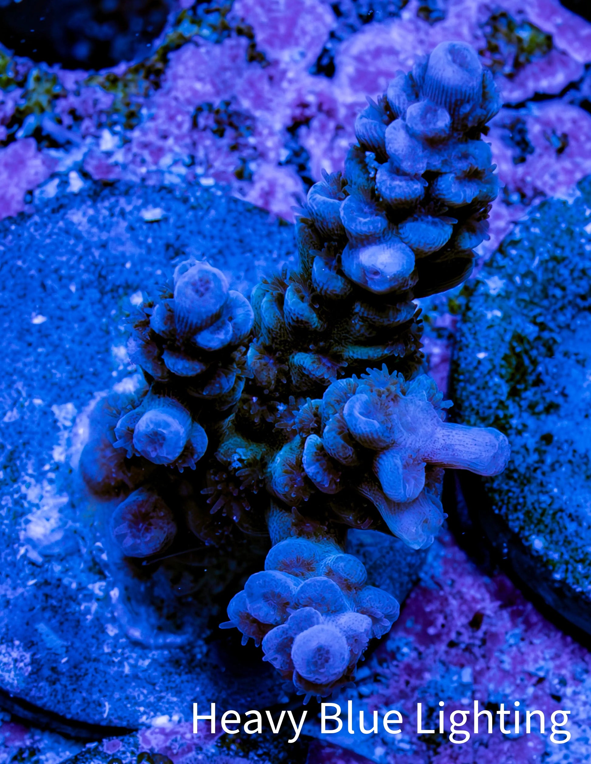 Acropora Coral - Ultra Acro Frag  WYSIWYG B5R5B1 Acropora Coral - Ultra Acro Frag  WYSIWYG B5R5B1 SPS Acropora Coral - Ultra Acro Frag  WYSIWYG B5R5B1 Zeo Box Reef