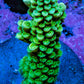 Acropora Coral - Ultra Acro Frag  WYSIWYG B7R5B1 Acropora Coral - Ultra Acro Frag  WYSIWYG B7R5B1 SPS Acropora Coral - Ultra Acro Frag  WYSIWYG B7R5B1 Zeo Box Reef