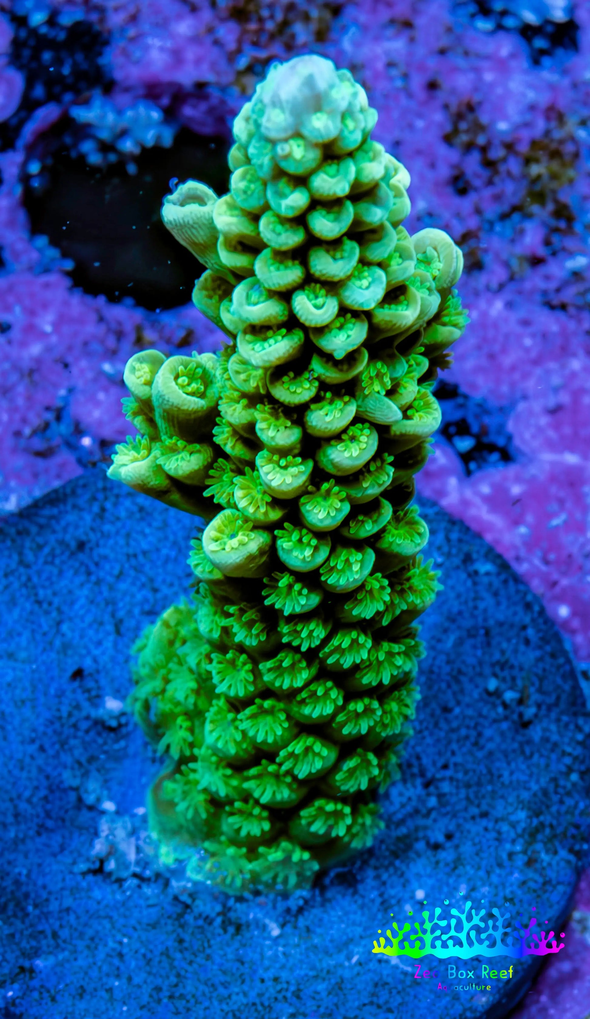 Acropora Coral - Ultra Acro Frag  WYSIWYG B7R5B1 Acropora Coral - Ultra Acro Frag  WYSIWYG B7R5B1 SPS Acropora Coral - Ultra Acro Frag  WYSIWYG B7R5B1 Zeo Box Reef
