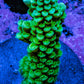 Acropora Coral - Ultra Acro Frag  WYSIWYG B7R5B1 Acropora Coral - Ultra Acro Frag  WYSIWYG B7R5B1 SPS Acropora Coral - Ultra Acro Frag  WYSIWYG B7R5B1 Zeo Box Reef