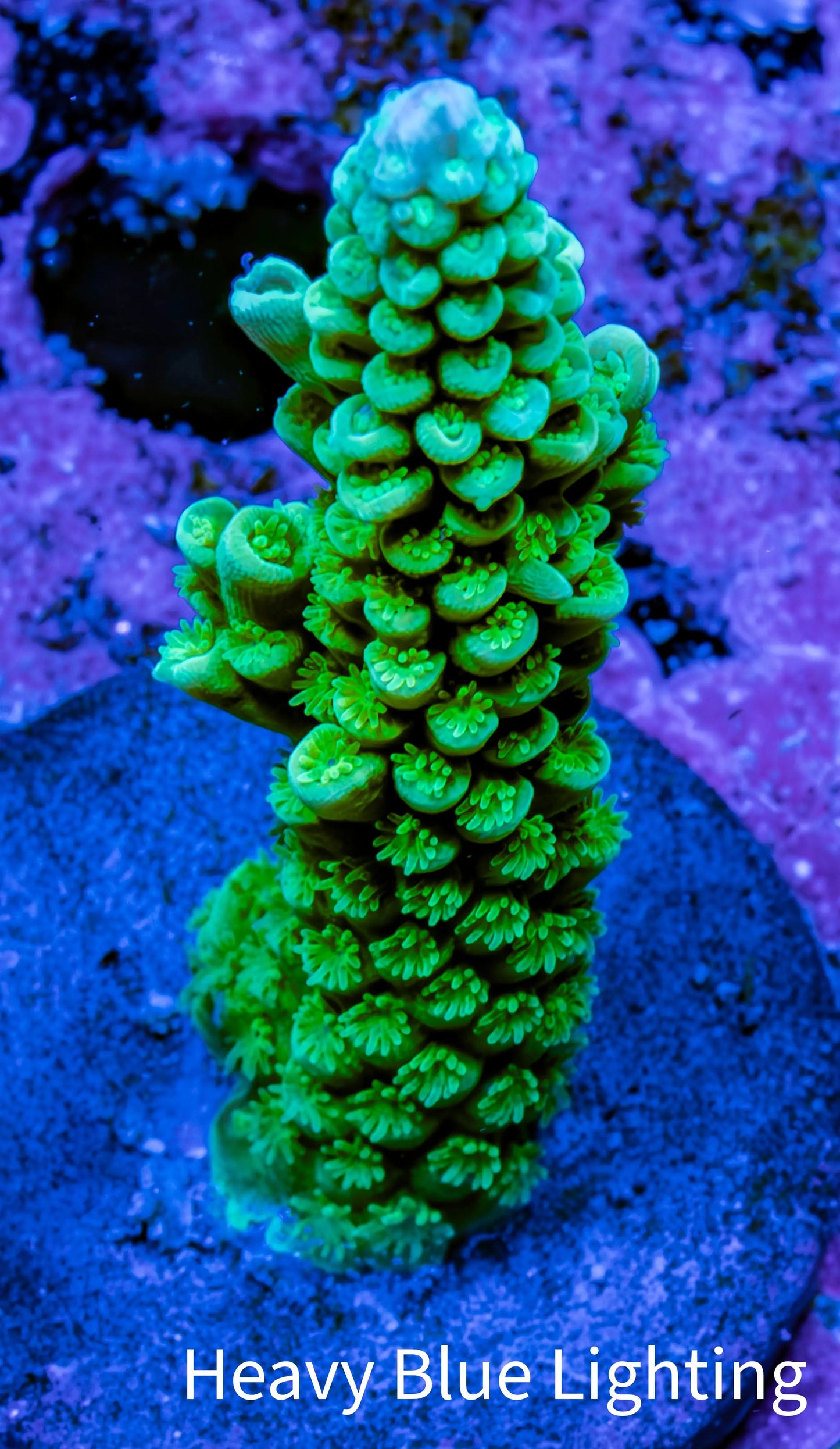 Acropora Coral - Ultra Acro Frag  WYSIWYG B7R5B1 Acropora Coral - Ultra Acro Frag  WYSIWYG B7R5B1 SPS Acropora Coral - Ultra Acro Frag  WYSIWYG B7R5B1 Zeo Box Reef