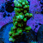 Acropora Coral - Ultra Acro Frag  WYSIWYG B8R5B1 Acropora Coral - Ultra Acro Frag  WYSIWYG B8R5B1 SPS Acropora Coral - Ultra Acro Frag  WYSIWYG B8R5B1 Zeo Box Reef
