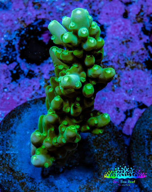 Acropora Coral - Ultra Acro Frag  WYSIWYG B8R5B1 Acropora Coral - Ultra Acro Frag  WYSIWYG B8R5B1 SPS Acropora Coral - Ultra Acro Frag  WYSIWYG B8R5B1 Zeo Box Reef