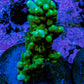 Acropora Coral - Ultra Acro Frag  WYSIWYG B8R5B1 Acropora Coral - Ultra Acro Frag  WYSIWYG B8R5B1 SPS Acropora Coral - Ultra Acro Frag  WYSIWYG B8R5B1 Zeo Box Reef