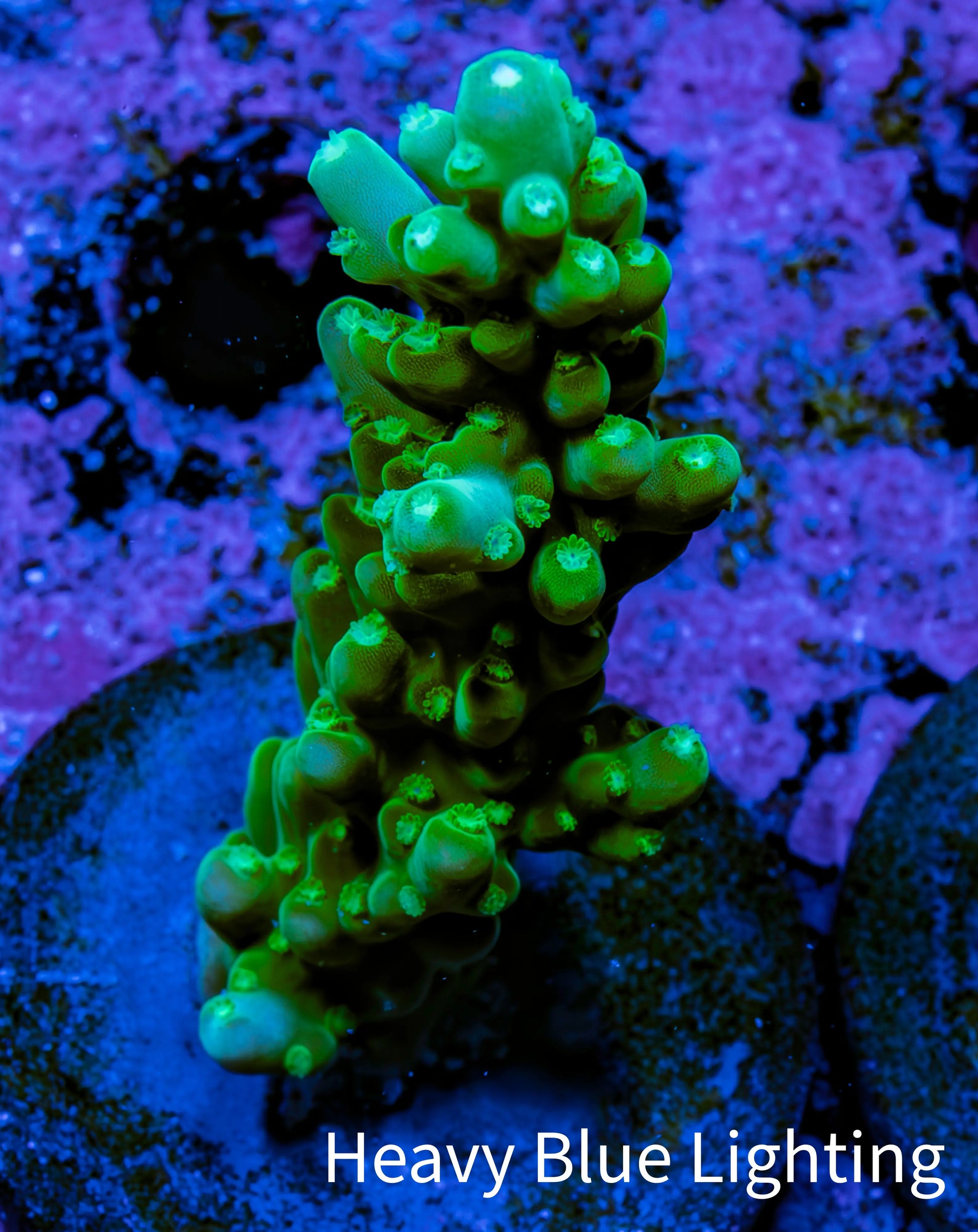 Acropora Coral - Ultra Acro Frag  WYSIWYG B8R5B1 Acropora Coral - Ultra Acro Frag  WYSIWYG B8R5B1 SPS Acropora Coral - Ultra Acro Frag  WYSIWYG B8R5B1 Zeo Box Reef