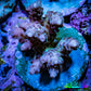 Acropora Coral -  Ultra Acro Frag WYSIWYG B9R2B1 Acropora Coral -  Ultra Acro Frag WYSIWYG B9R2B1 SPS Acropora Coral -  Ultra Acro Frag WYSIWYG B9R2B1 Zeo Box Reef