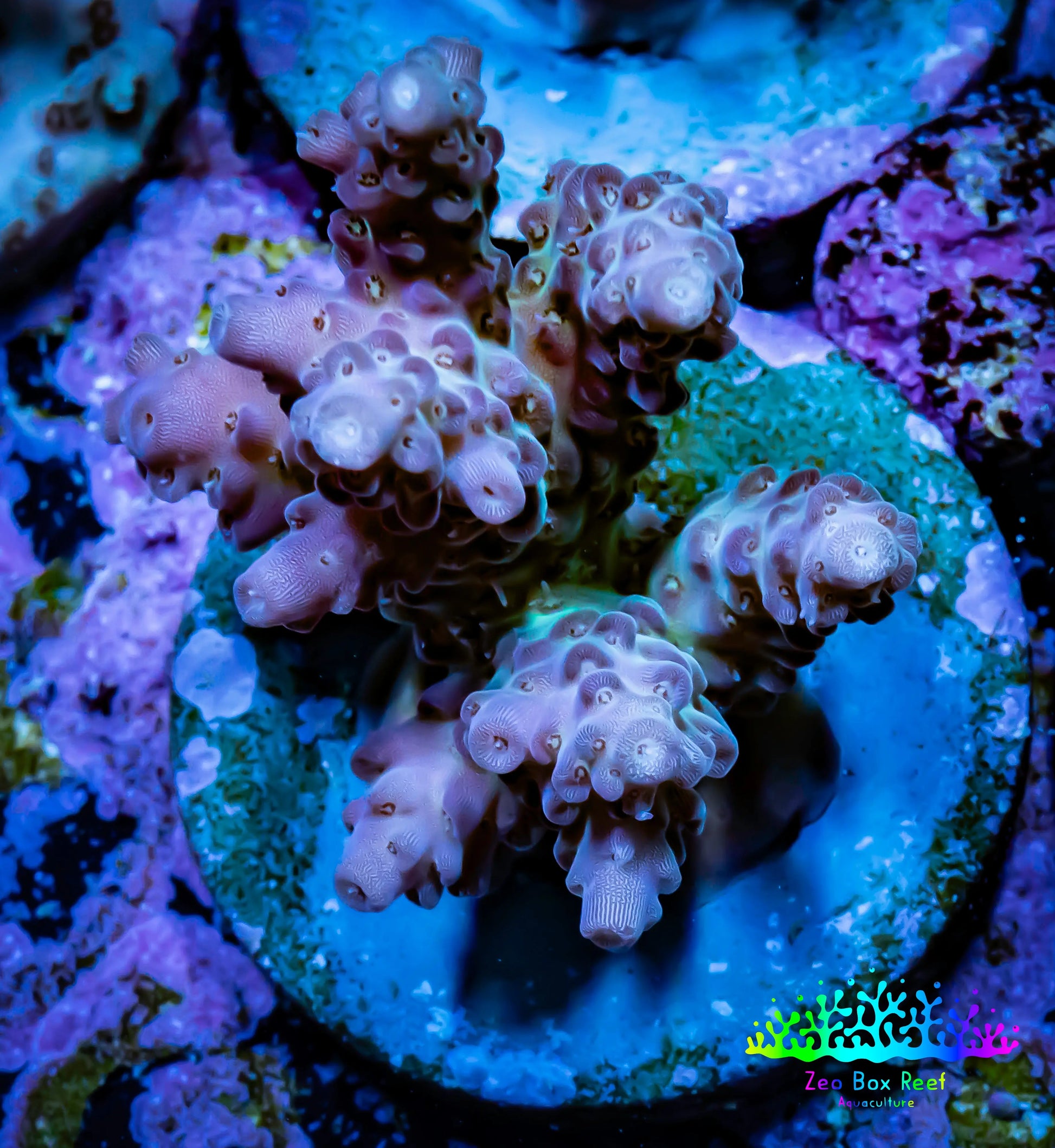 Acropora Coral -  Ultra Acro Frag WYSIWYG B9R2B1 Acropora Coral -  Ultra Acro Frag WYSIWYG B9R2B1 SPS Acropora Coral -  Ultra Acro Frag WYSIWYG B9R2B1 Zeo Box Reef