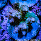 Acropora Coral -  Ultra Acro Frag WYSIWYG B9R2B1 Acropora Coral -  Ultra Acro Frag WYSIWYG B9R2B1 SPS Acropora Coral -  Ultra Acro Frag WYSIWYG B9R2B1 Zeo Box Reef