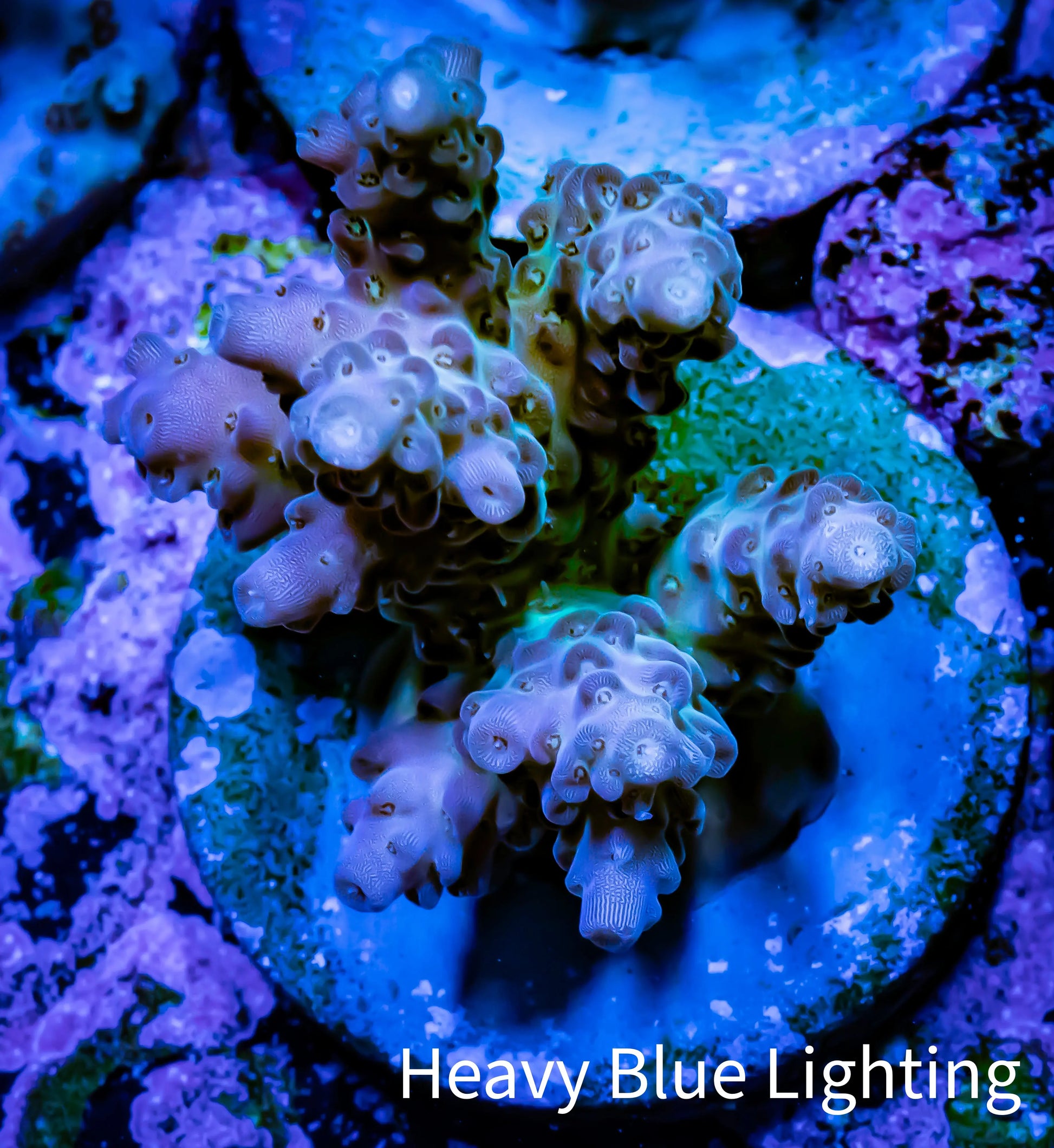 Acropora Coral -  Ultra Acro Frag WYSIWYG B9R2B1 Acropora Coral -  Ultra Acro Frag WYSIWYG B9R2B1 SPS Acropora Coral -  Ultra Acro Frag WYSIWYG B9R2B1 Zeo Box Reef