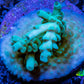 Acropora Coral -  Ultra Acro Frag  WYSIWYG C2R2B1 Acropora Coral -  Ultra Acro Frag  WYSIWYG C2R2B1 SPS Acropora Coral -  Ultra Acro Frag  WYSIWYG C2R2B1 Zeo Box Reef