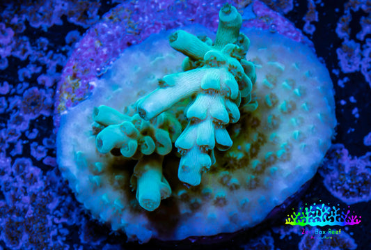 Acropora Coral -  Ultra Acro Frag  WYSIWYG C2R2B1 Acropora Coral -  Ultra Acro Frag  WYSIWYG C2R2B1 SPS Acropora Coral -  Ultra Acro Frag  WYSIWYG C2R2B1 Zeo Box Reef