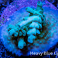 Acropora Coral -  Ultra Acro Frag  WYSIWYG C2R2B1 Acropora Coral -  Ultra Acro Frag  WYSIWYG C2R2B1 SPS Acropora Coral -  Ultra Acro Frag  WYSIWYG C2R2B1 Zeo Box Reef