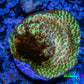 Acropora Coral -  Ultra Acro Frag  WYSIWYG D1R2B1 Acropora Coral -  Ultra Acro Frag  WYSIWYG D1R2B1 SPS Acropora Coral -  Ultra Acro Frag  WYSIWYG D1R2B1 Zeo Box Reef