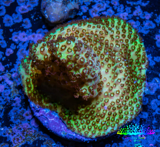 Acropora Coral -  Ultra Acro Frag  WYSIWYG D1R2B1 Acropora Coral -  Ultra Acro Frag  WYSIWYG D1R2B1 SPS Acropora Coral -  Ultra Acro Frag  WYSIWYG D1R2B1 Zeo Box Reef