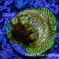 Acropora Coral -  Ultra Acro Frag  WYSIWYG D1R2B1 Acropora Coral -  Ultra Acro Frag  WYSIWYG D1R2B1 SPS Acropora Coral -  Ultra Acro Frag  WYSIWYG D1R2B1 Zeo Box Reef