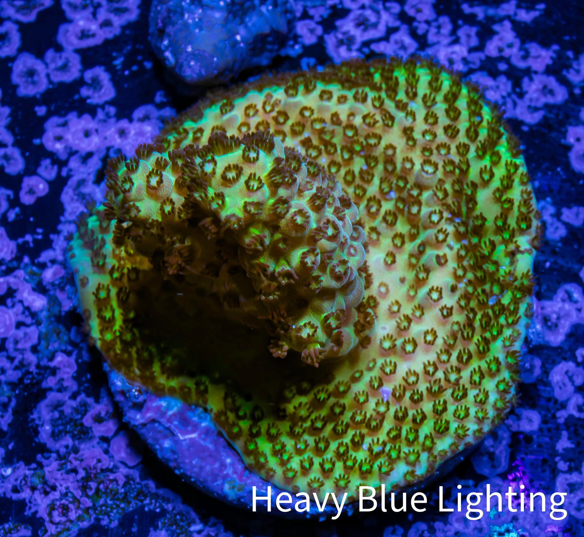 Acropora Coral -  Ultra Acro Frag  WYSIWYG D1R2B1 Acropora Coral -  Ultra Acro Frag  WYSIWYG D1R2B1 SPS Acropora Coral -  Ultra Acro Frag  WYSIWYG D1R2B1 Zeo Box Reef
