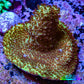 Acropora Coral -  Ultra Acro Frag  WYSIWYG D1R2B1 Acropora Coral -  Ultra Acro Frag  WYSIWYG D1R2B1 SPS Acropora Coral -  Ultra Acro Frag  WYSIWYG D1R2B1 Zeo Box Reef