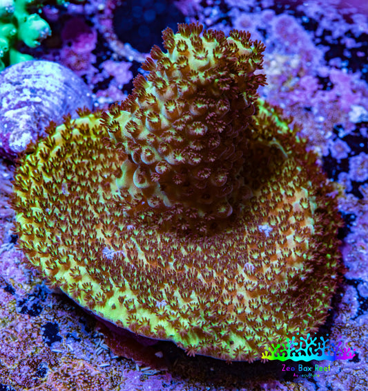Acropora Coral -  Ultra Acro Frag  WYSIWYG D1R2B1 Acropora Coral -  Ultra Acro Frag  WYSIWYG D1R2B1 SPS Acropora Coral -  Ultra Acro Frag  WYSIWYG D1R2B1 Zeo Box Reef