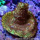 Acropora Coral -  Ultra Acro Frag  WYSIWYG D1R2B1 Acropora Coral -  Ultra Acro Frag  WYSIWYG D1R2B1 SPS Acropora Coral -  Ultra Acro Frag  WYSIWYG D1R2B1 Zeo Box Reef