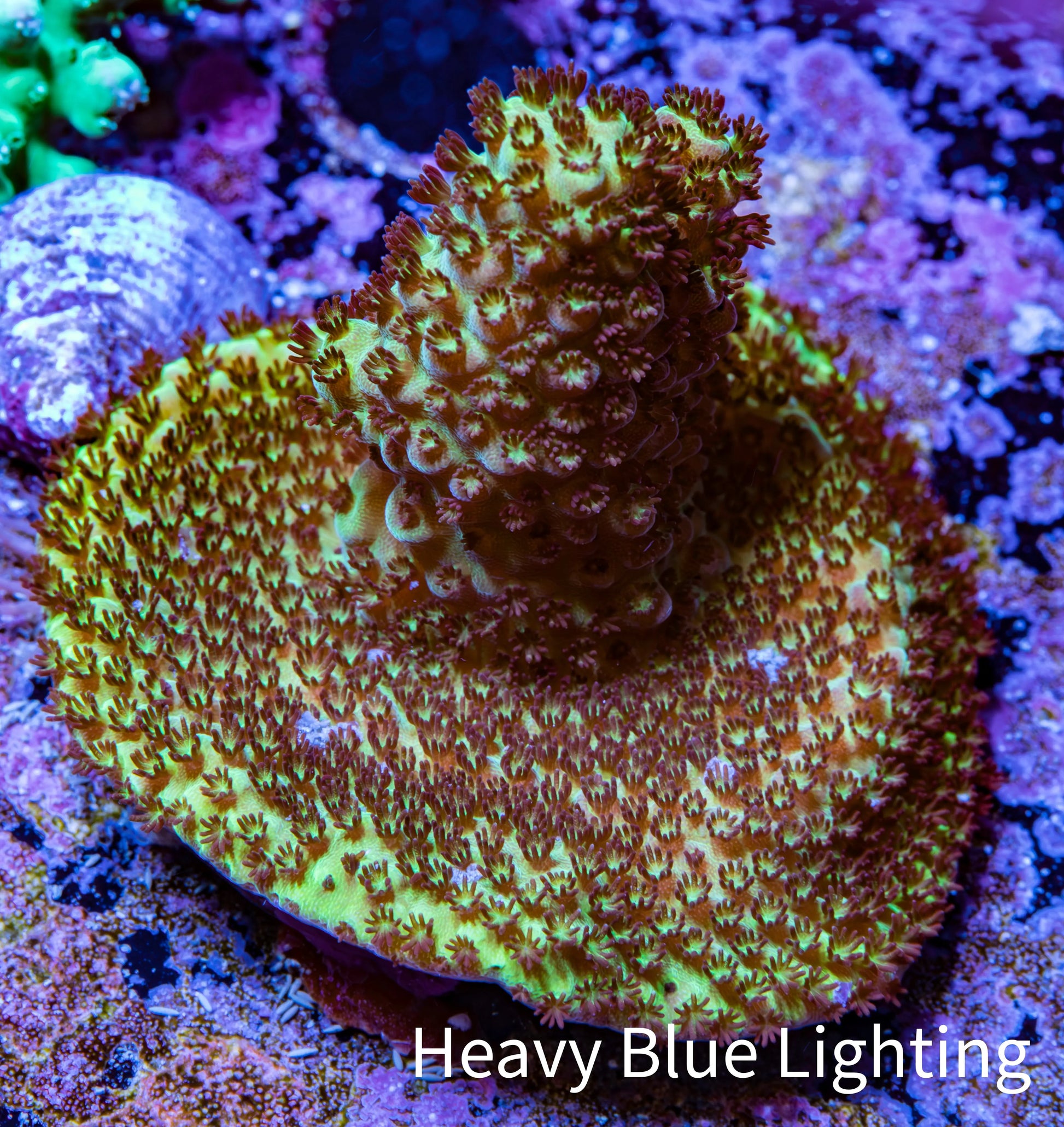 Acropora Coral -  Ultra Acro Frag  WYSIWYG D1R2B1 Acropora Coral -  Ultra Acro Frag  WYSIWYG D1R2B1 SPS Acropora Coral -  Ultra Acro Frag  WYSIWYG D1R2B1 Zeo Box Reef