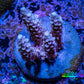 Acropora Coral -  Ultra Acro Frag  WYSIWYG D2R2B1 Acropora Coral -  Ultra Acro Frag  WYSIWYG D2R2B1 SPS Acropora Coral -  Ultra Acro Frag  WYSIWYG D2R2B1 Zeo Box Reef