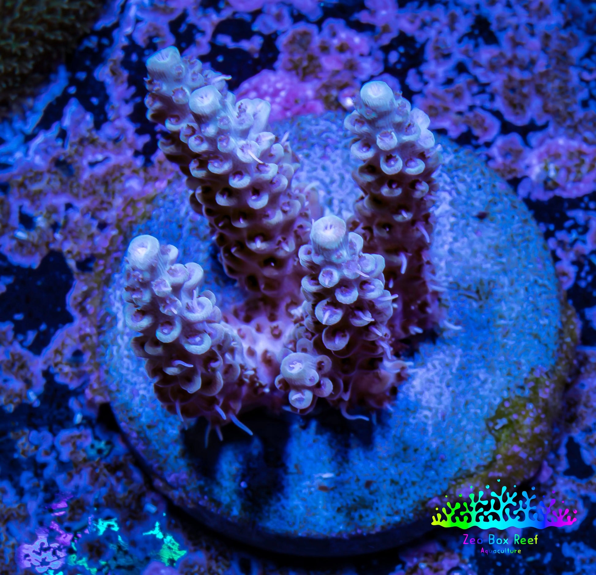 Acropora Coral -  Ultra Acro Frag  WYSIWYG D2R2B1 Acropora Coral -  Ultra Acro Frag  WYSIWYG D2R2B1 SPS Acropora Coral -  Ultra Acro Frag  WYSIWYG D2R2B1 Zeo Box Reef
