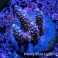 Acropora Coral -  Ultra Acro Frag  WYSIWYG D2R2B1 Acropora Coral -  Ultra Acro Frag  WYSIWYG D2R2B1 SPS Acropora Coral -  Ultra Acro Frag  WYSIWYG D2R2B1 Zeo Box Reef