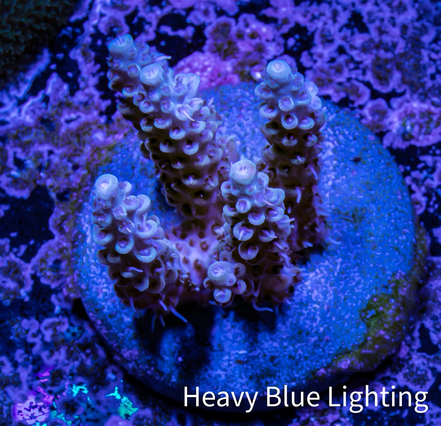 Acropora Coral -  Ultra Acro Frag  WYSIWYG D2R2B1 Acropora Coral -  Ultra Acro Frag  WYSIWYG D2R2B1 SPS Acropora Coral -  Ultra Acro Frag  WYSIWYG D2R2B1 Zeo Box Reef