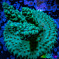 Acropora Coral -  Ultra Acro Frag  WYSIWYG D3R2B1 Acropora Coral -  Ultra Acro Frag  WYSIWYG D3R2B1 SPS Acropora Coral -  Ultra Acro Frag  WYSIWYG D3R2B1 Zeo Box Reef