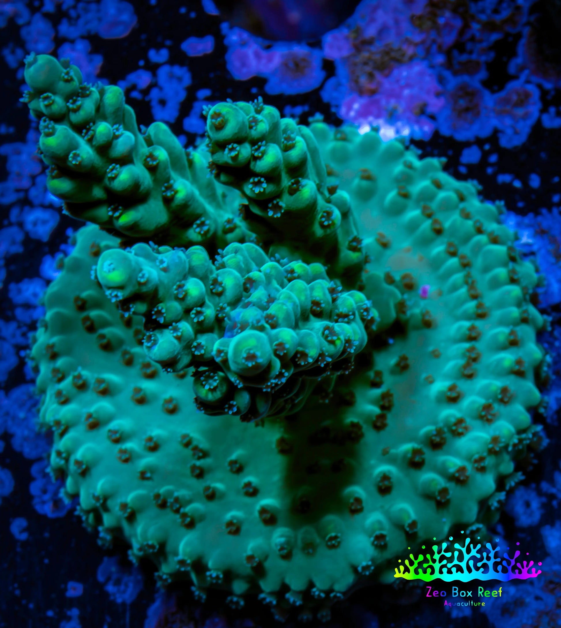 Acropora Coral -  Ultra Acro Frag  WYSIWYG D3R2B1 Acropora Coral -  Ultra Acro Frag  WYSIWYG D3R2B1 SPS Acropora Coral -  Ultra Acro Frag  WYSIWYG D3R2B1 Zeo Box Reef
