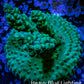 Acropora Coral -  Ultra Acro Frag  WYSIWYG D3R2B1 Acropora Coral -  Ultra Acro Frag  WYSIWYG D3R2B1 SPS Acropora Coral -  Ultra Acro Frag  WYSIWYG D3R2B1 Zeo Box Reef