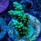 Acropora Coral - Ultra Acro Frag  WYSIWYG Acropora Coral - Ultra Acro Frag  WYSIWYG SPS Acropora Coral - Ultra Acro Frag  WYSIWYG Zeo Box Reef