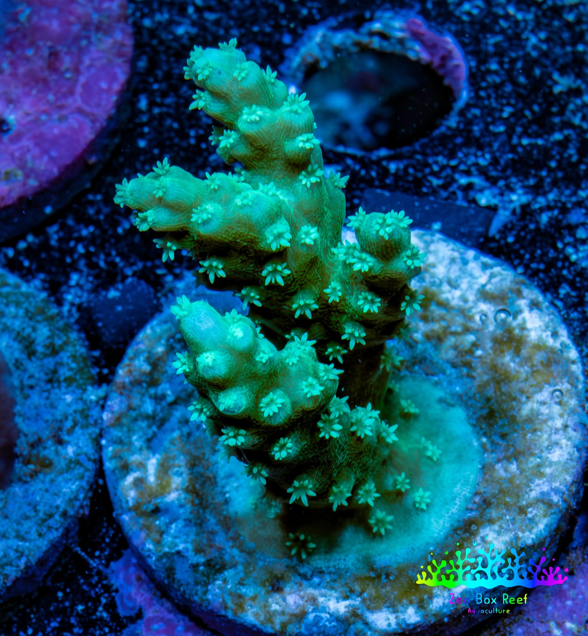 Acropora Coral - Ultra Acro Frag  WYSIWYG Acropora Coral - Ultra Acro Frag  WYSIWYG SPS Acropora Coral - Ultra Acro Frag  WYSIWYG Zeo Box Reef