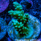 Acropora Coral - Ultra Acro Frag  WYSIWYG Acropora Coral - Ultra Acro Frag  WYSIWYG SPS Acropora Coral - Ultra Acro Frag  WYSIWYG Zeo Box Reef