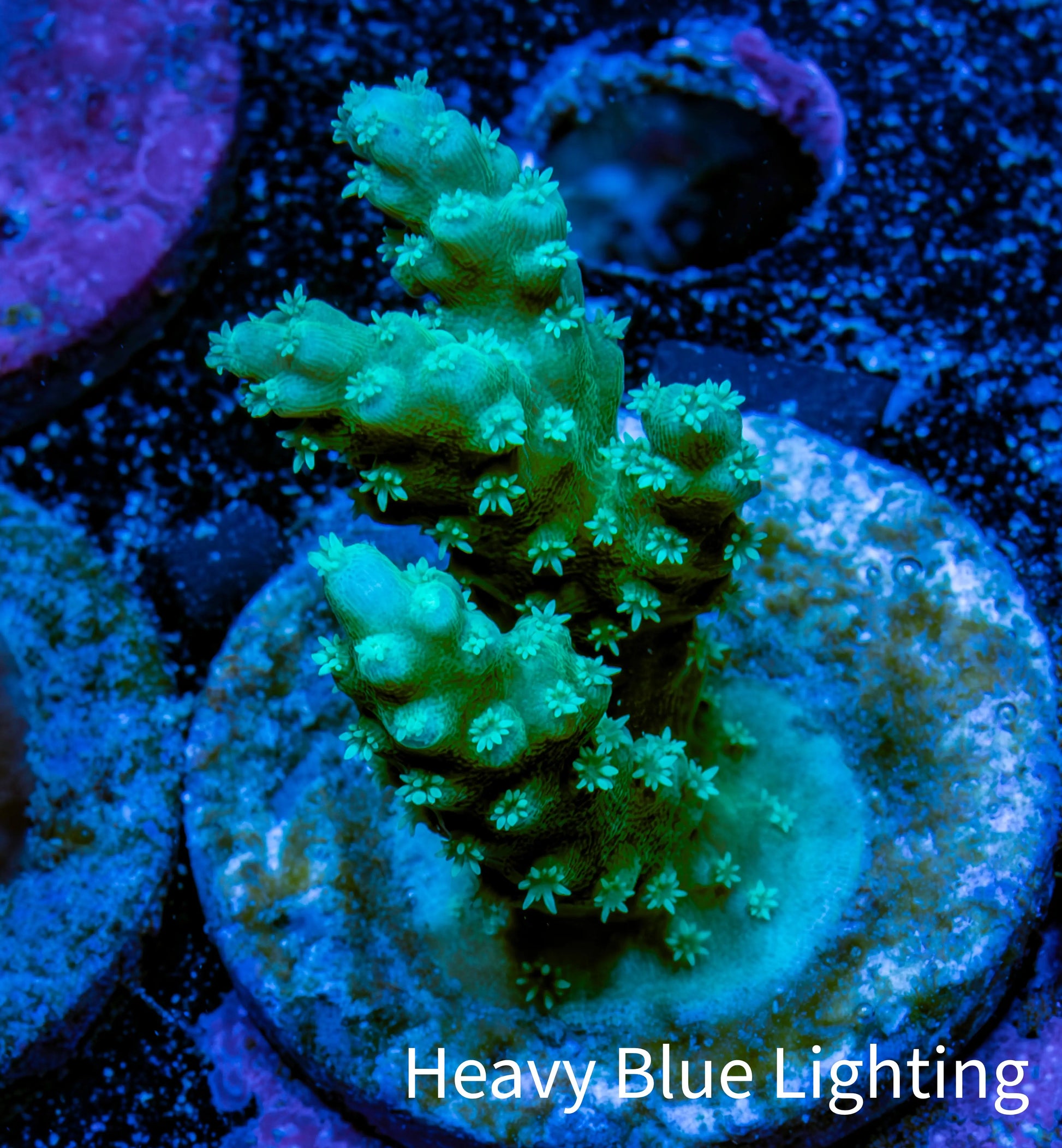 Acropora Coral - Ultra Acro Frag  WYSIWYG Acropora Coral - Ultra Acro Frag  WYSIWYG SPS Acropora Coral - Ultra Acro Frag  WYSIWYG Zeo Box Reef