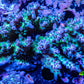 Acropora Coral -  Ultra Acro WYSIWYG A4R2B1 Acropora Coral -  Ultra Acro WYSIWYG A4R2B1 SPS Acropora Coral -  Ultra Acro WYSIWYG A4R2B1 Zeo Box Reef