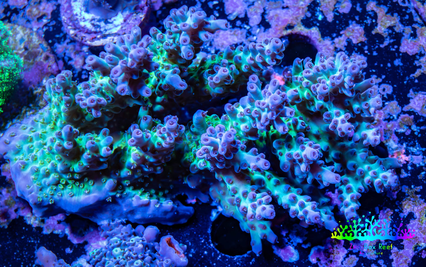 Acropora Coral -  Ultra Acro WYSIWYG A4R2B1 Acropora Coral -  Ultra Acro WYSIWYG A4R2B1 SPS Acropora Coral -  Ultra Acro WYSIWYG A4R2B1 Zeo Box Reef