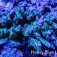 Acropora Coral -  Ultra Acro WYSIWYG A4R2B1 Acropora Coral -  Ultra Acro WYSIWYG A4R2B1 SPS Acropora Coral -  Ultra Acro WYSIWYG A4R2B1 Zeo Box Reef