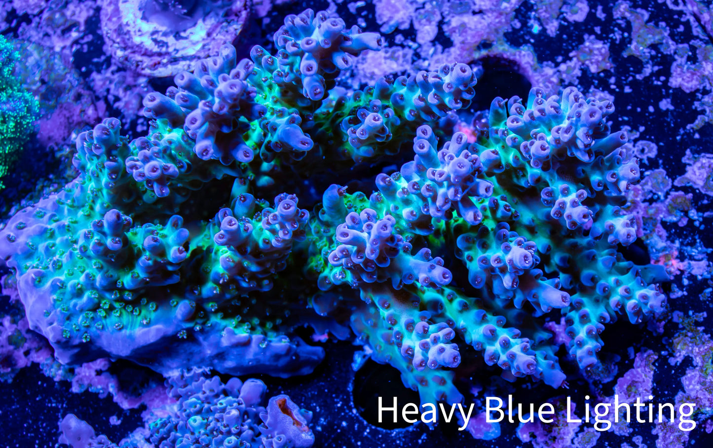 Acropora Coral -  Ultra Acro WYSIWYG A4R2B1 Acropora Coral -  Ultra Acro WYSIWYG A4R2B1 SPS Acropora Coral -  Ultra Acro WYSIWYG A4R2B1 Zeo Box Reef
