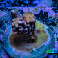 Acropora Coral - Ultra Cherry Blossom Acro Frag  WYSIWYG A1R5B1 Acropora Coral - Ultra Cherry Blossom Acro Frag  WYSIWYG A1R5B1 SPS Acropora Coral - Ultra Cherry Blossom Acro Frag  WYSIWYG A1R5B1 Zeo Box Reef