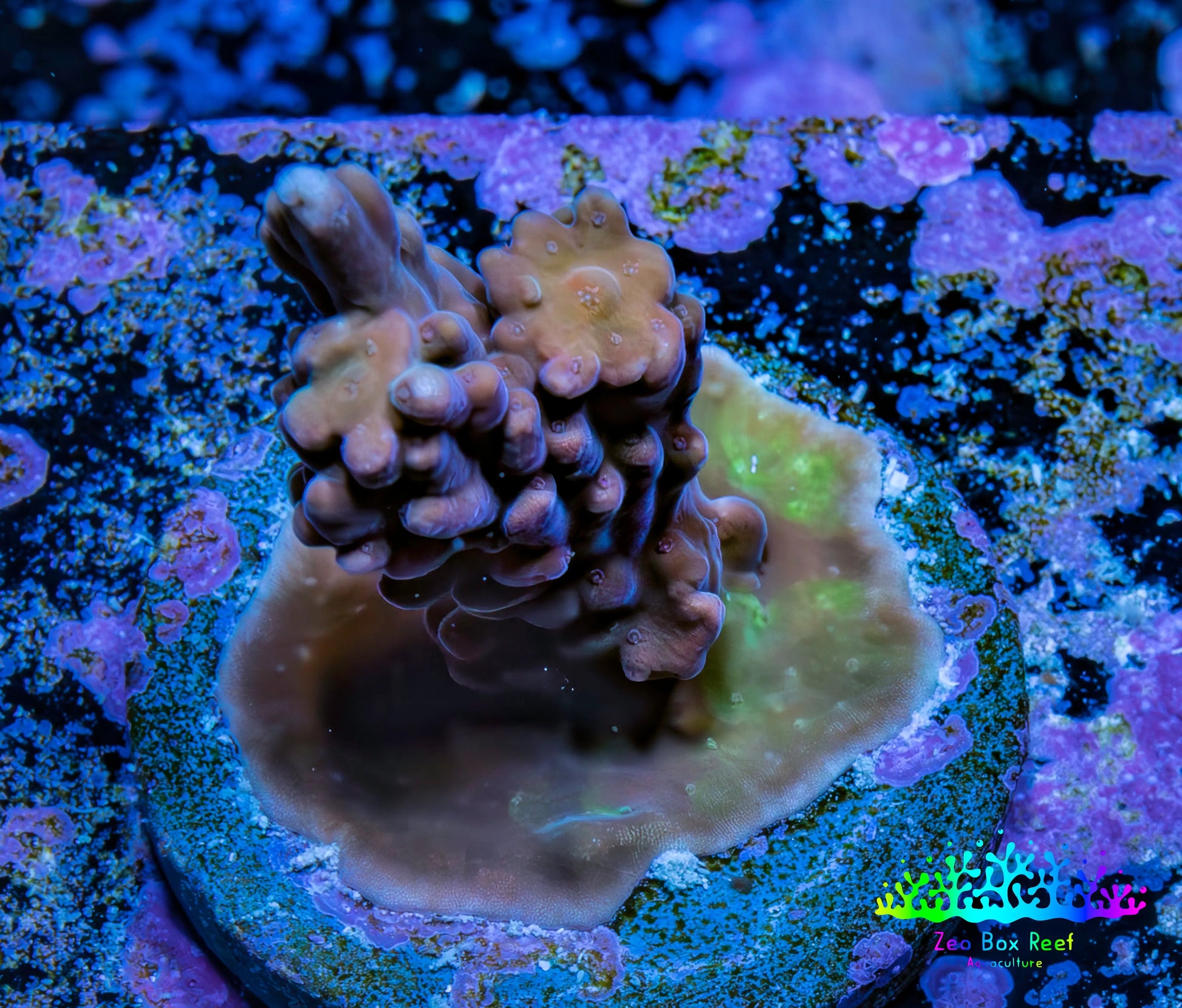 Acropora Coral - Ultra Cherry Blossom Acro Frag  WYSIWYG A1R5B1 Acropora Coral - Ultra Cherry Blossom Acro Frag  WYSIWYG A1R5B1 SPS Acropora Coral - Ultra Cherry Blossom Acro Frag  WYSIWYG A1R5B1 Zeo Box Reef