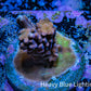 Acropora Coral - Ultra Cherry Blossom Acro Frag  WYSIWYG A1R5B1 Acropora Coral - Ultra Cherry Blossom Acro Frag  WYSIWYG A1R5B1 SPS Acropora Coral - Ultra Cherry Blossom Acro Frag  WYSIWYG A1R5B1 Zeo Box Reef