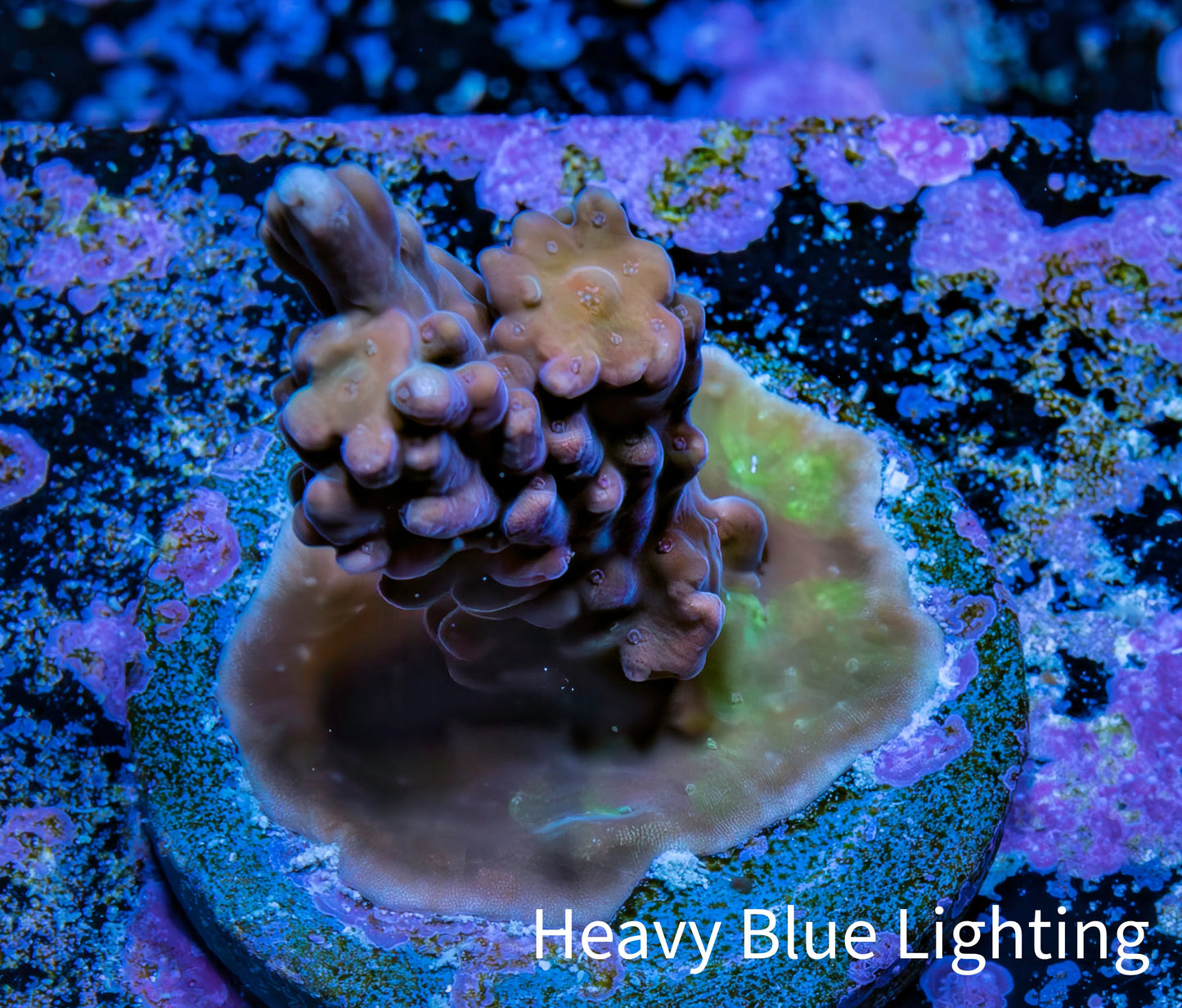 Acropora Coral - Ultra Cherry Blossom Acro Frag  WYSIWYG A1R5B1 Acropora Coral - Ultra Cherry Blossom Acro Frag  WYSIWYG A1R5B1 SPS Acropora Coral - Ultra Cherry Blossom Acro Frag  WYSIWYG A1R5B1 Zeo Box Reef