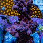 Acropora Coral - Ultra Cherry Blossom Acro Frag  WYSIWYG A6R5B1 Acropora Coral - Ultra Cherry Blossom Acro Frag  WYSIWYG A6R5B1 SPS Acropora Coral - Ultra Cherry Blossom Acro Frag  WYSIWYG A6R5B1 Zeo Box Reef
