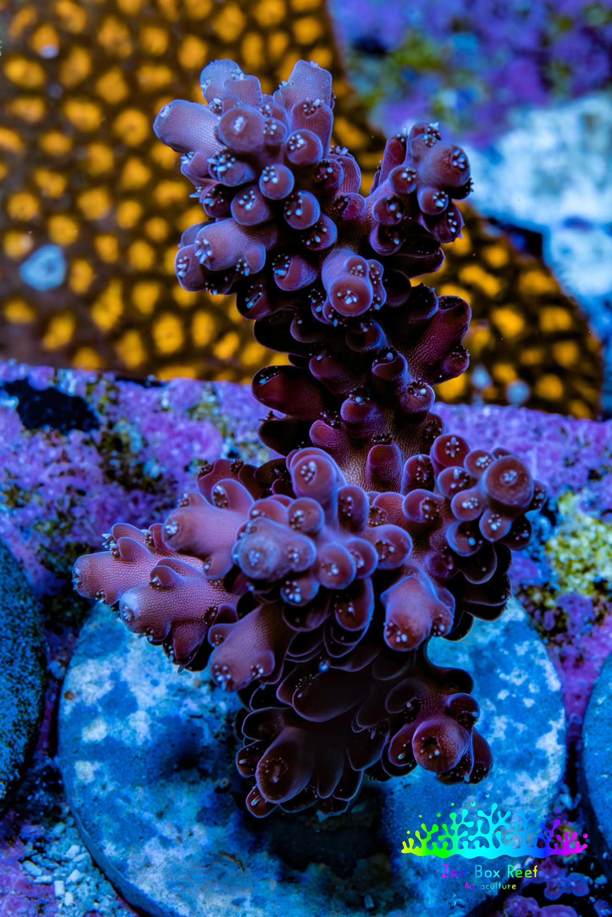 Acropora Coral - Ultra Cherry Blossom Acro Frag  WYSIWYG A6R5B1 Acropora Coral - Ultra Cherry Blossom Acro Frag  WYSIWYG A6R5B1 SPS Acropora Coral - Ultra Cherry Blossom Acro Frag  WYSIWYG A6R5B1 Zeo Box Reef