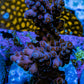 Acropora Coral - Ultra Cherry Blossom Acro Frag  WYSIWYG A6R5B1 Acropora Coral - Ultra Cherry Blossom Acro Frag  WYSIWYG A6R5B1 SPS Acropora Coral - Ultra Cherry Blossom Acro Frag  WYSIWYG A6R5B1 Zeo Box Reef