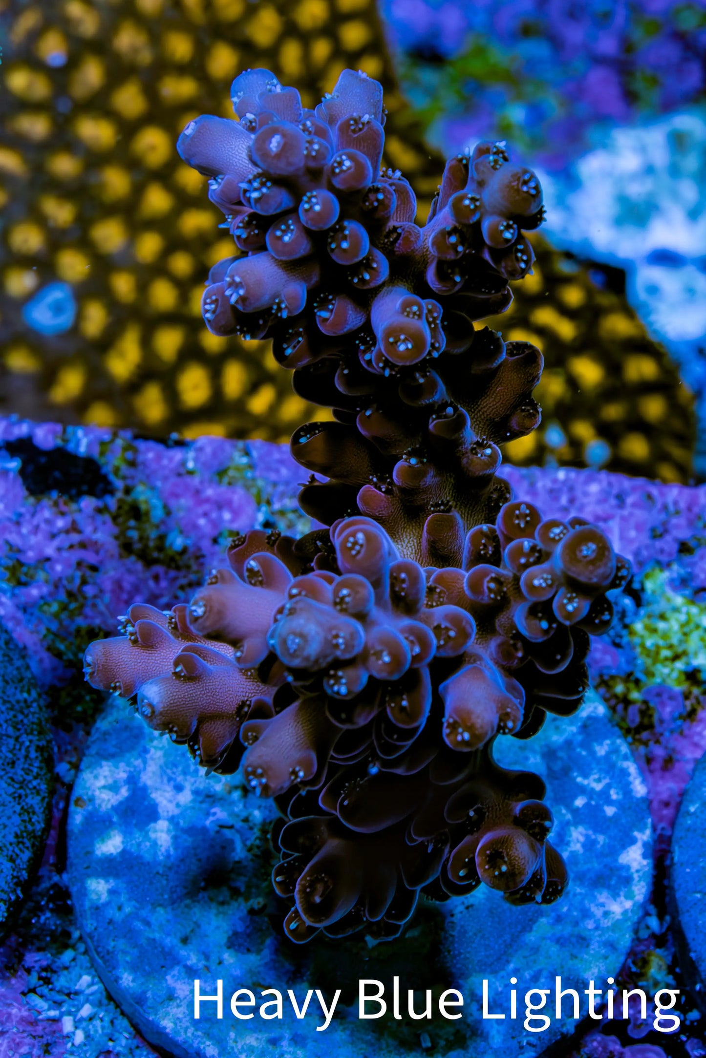 Acropora Coral - Ultra Cherry Blossom Acro Frag  WYSIWYG A6R5B1 Acropora Coral - Ultra Cherry Blossom Acro Frag  WYSIWYG A6R5B1 SPS Acropora Coral - Ultra Cherry Blossom Acro Frag  WYSIWYG A6R5B1 Zeo Box Reef
