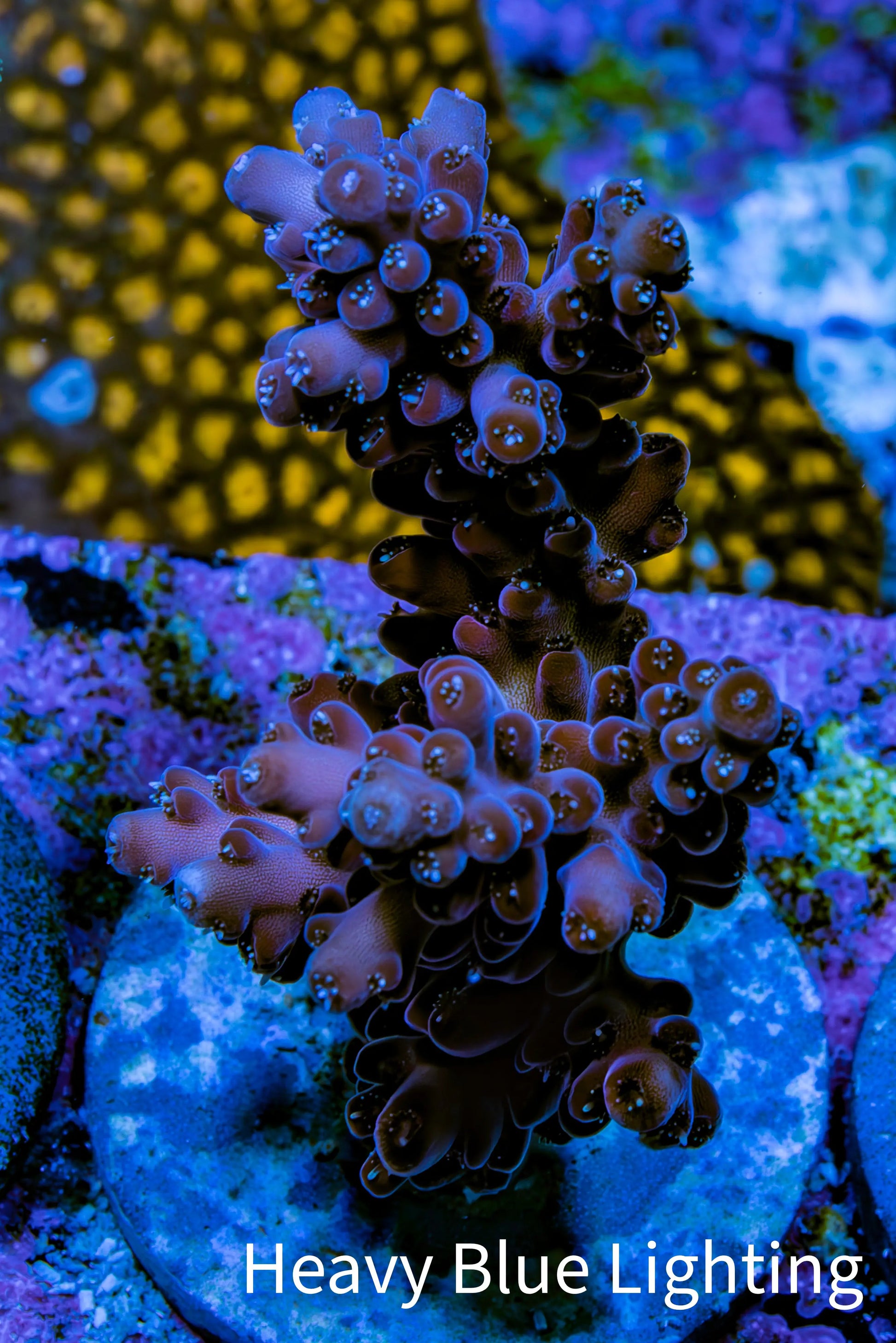 Acropora Coral - Ultra Cherry Blossom Acro Frag  WYSIWYG A6R5B1 Acropora Coral - Ultra Cherry Blossom Acro Frag  WYSIWYG A6R5B1 SPS Acropora Coral - Ultra Cherry Blossom Acro Frag  WYSIWYG A6R5B1 Zeo Box Reef